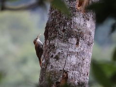 Lepidocolaptes squamatus