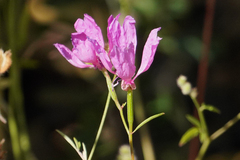 Clarkia biloba