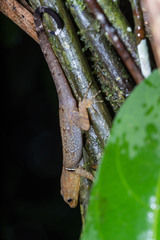 Gonatodes concinnatus