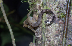 Gonatodes concinnatus