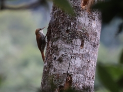 Lepidocolaptes squamatus