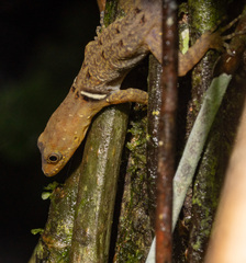 Gonatodes concinnatus