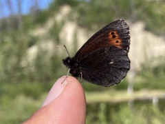 Erebia mancinus