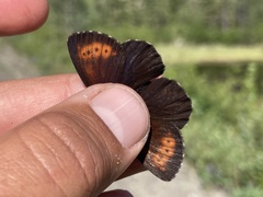 Erebia mancinus