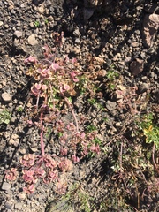 Lomatium repostum