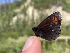 Erebia mancinus