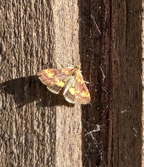Pyrausta orphisalis