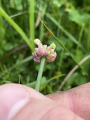 Allium geyeri tenerum