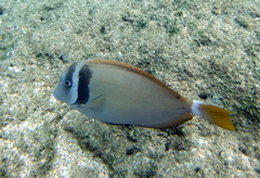 Acanthurus leucopareius
