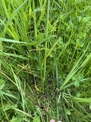 Allium geyeri tenerum