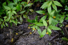 Lysimachia ardisioides