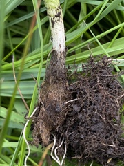 Allium geyeri tenerum