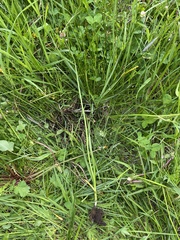 Allium geyeri tenerum