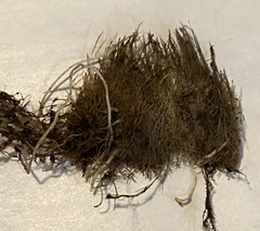 Allium geyeri tenerum