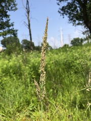 Calamagrostis stricta