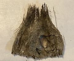 Allium geyeri tenerum