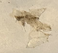 Allium geyeri tenerum