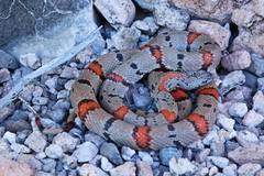 Lampropeltis alterna