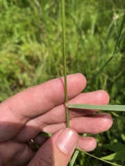 Calamagrostis stricta