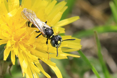 Philanthus bilunatus