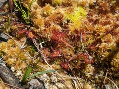 Drosera rotundifolia
