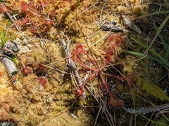 Drosera rotundifolia