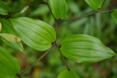 Disporum kawakamii