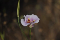 Calochortus venustus