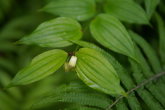 Disporum kawakamii