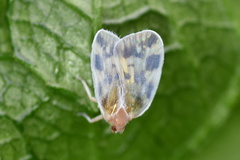 Borysthenes emarginatus