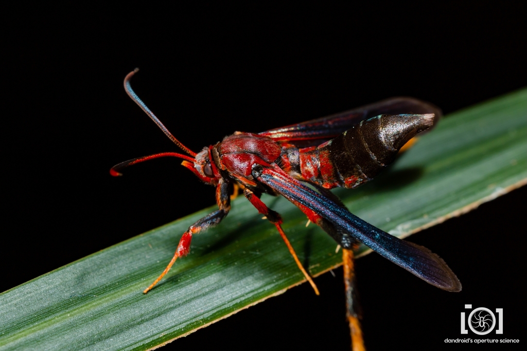 Ash Borer Moth