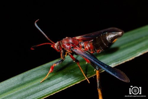 Ash Borer Moth