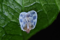 Borysthenes emarginatus