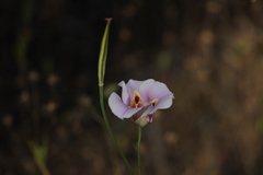 Calochortus venustus
