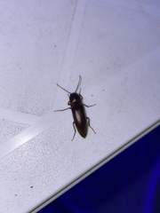 Diplostethus carolinensis