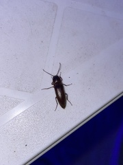 Diplostethus carolinensis
