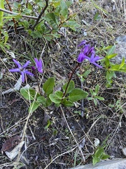 Primula frigida