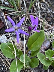 Primula frigida