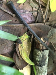 Erginulus triangularis