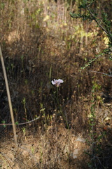 Calochortus venustus