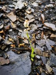 Silene uralensis