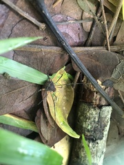Erginulus triangularis