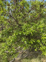 Salix pulchra
