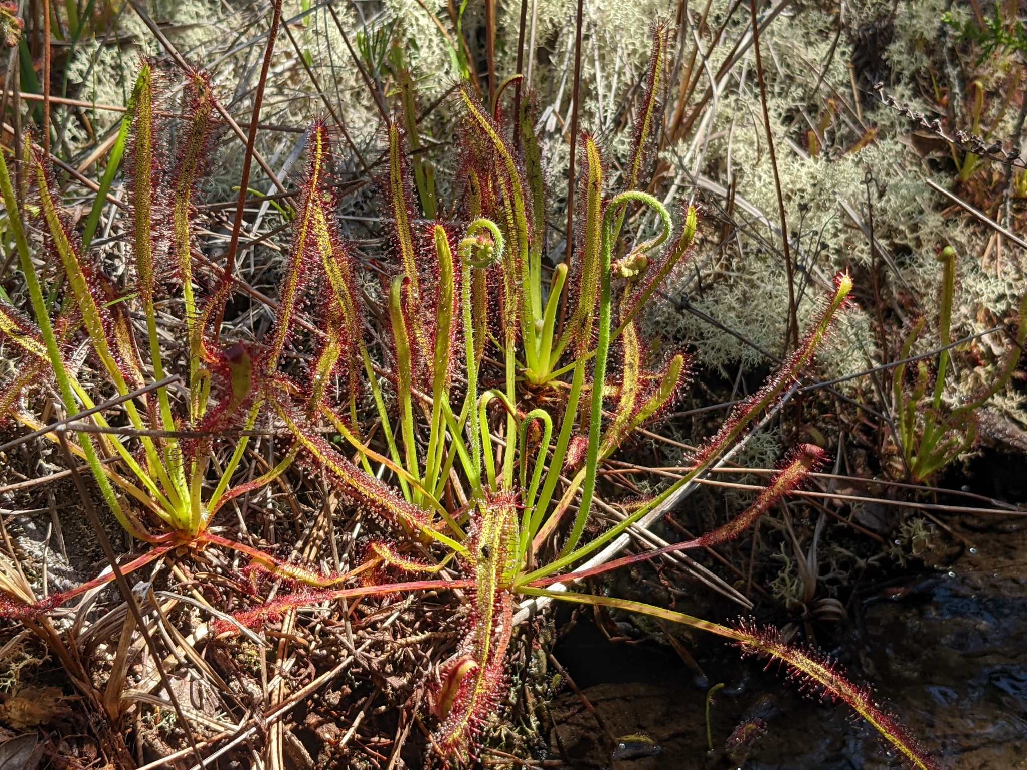 Drosera capensis