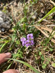 Cardamine purpurea