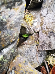 Cryptogramma stelleri