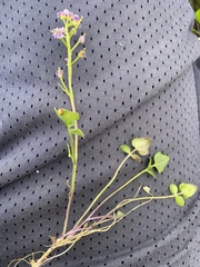 Cardamine purpurea