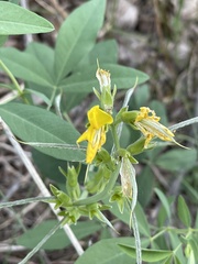 Thermopsis divaricarpa