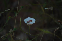 Calochortus venustus