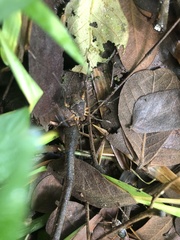 Erginulus triangularis